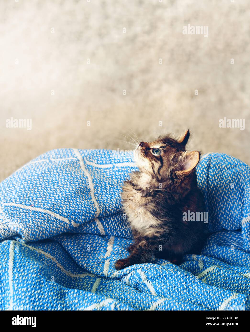 Quando sono cresciuto voglio essere una tigre. Scatto ad angolo alto di un adorabile gattino da tabby seduto su una morbida coperta. Foto Stock