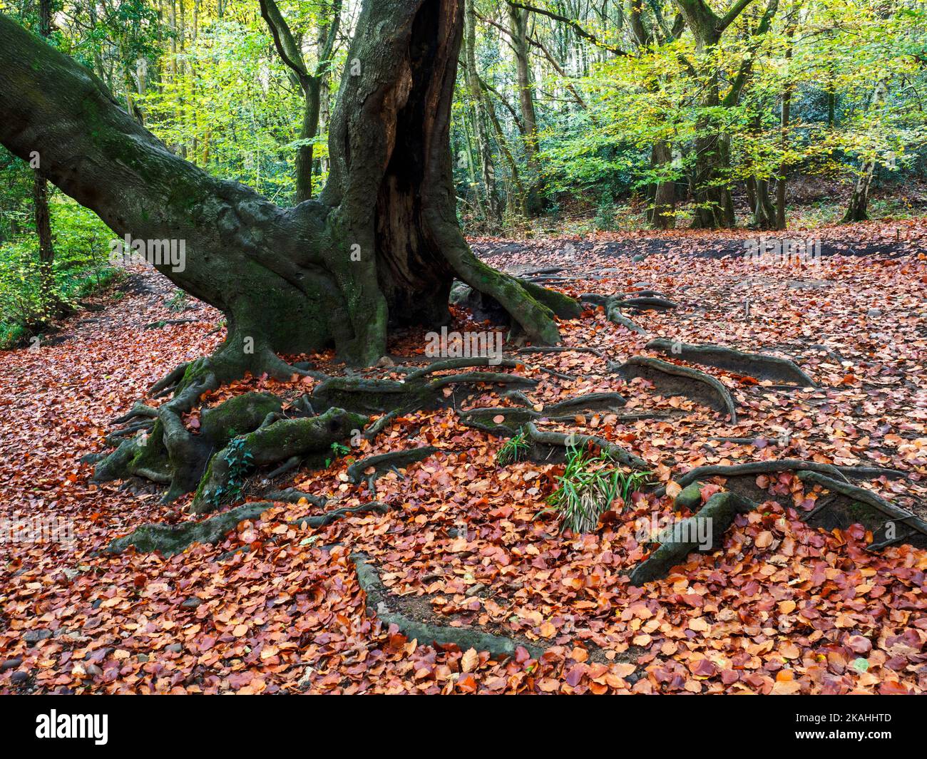 Tappeto di foglie autunnali sotto un albero di faggio in Nidd Gorge Woods Knaresborough North Yorkshire Inghilterra Foto Stock