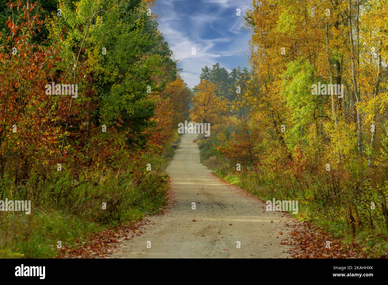 Verde foresta autunnale. Le foglie diventano di colore giallo, rosso e marrone. Al centro c'è una strada di sabbia non asfaltata. Foto Stock