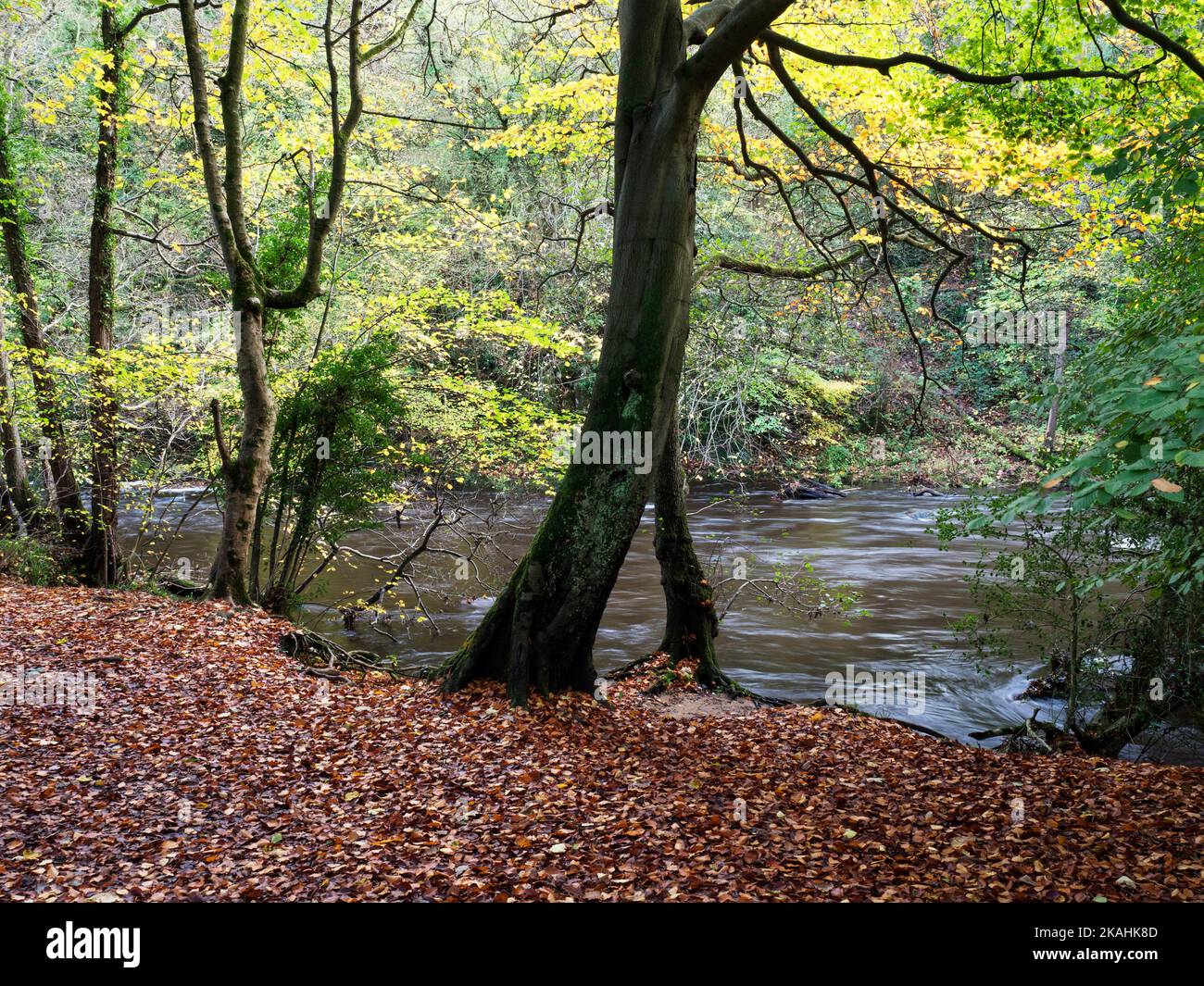 Alberi autunnali sul fiume Nidd in Nidd Gorge Woods Knaresborough North Yorkshire Inghilterra Foto Stock