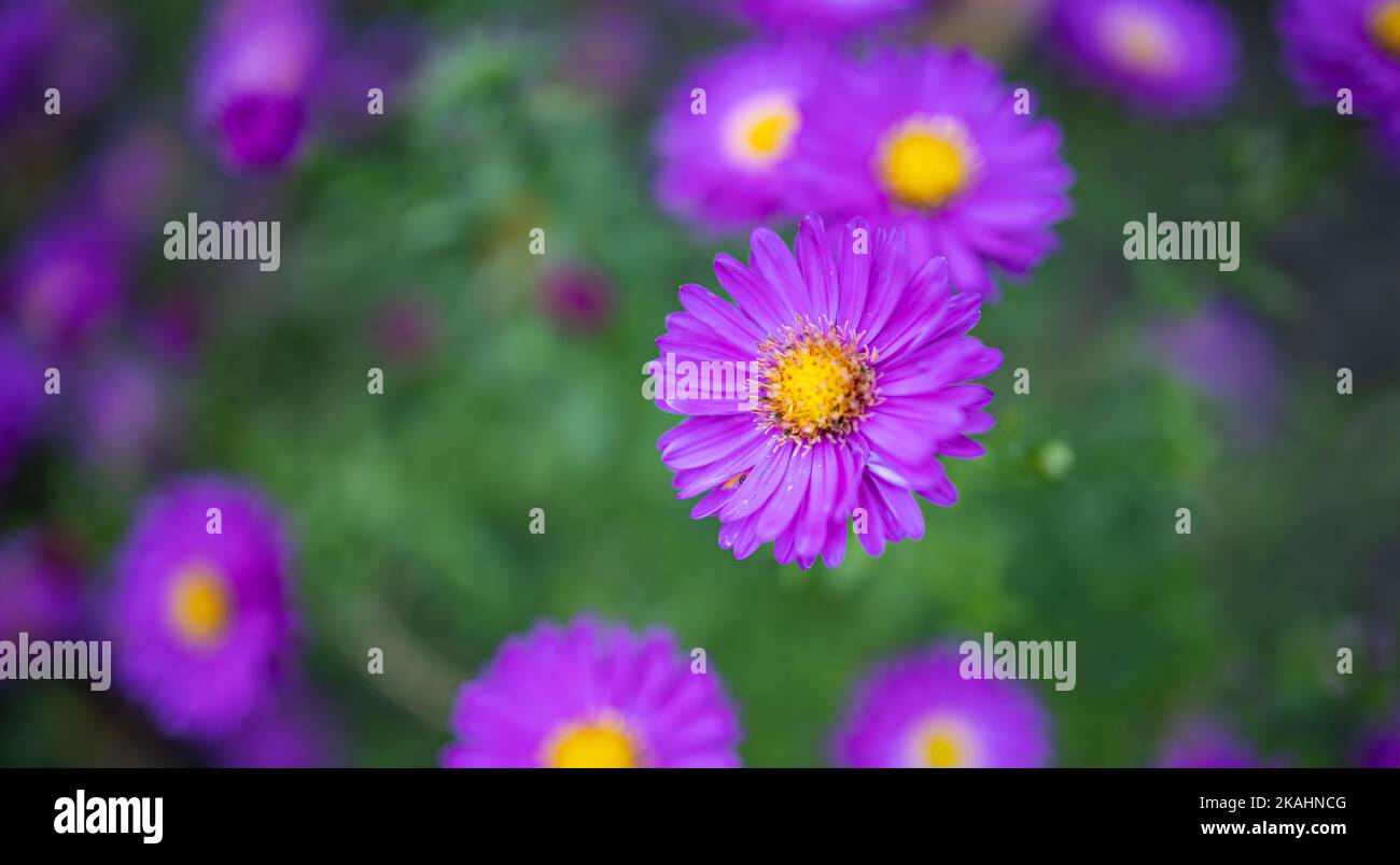 Sogno fiori viola primo piano. Idilliaco natura giardino floreale scenico. Primo piano di fiori in fiore. Fiori sfondo vivido. Foto Stock