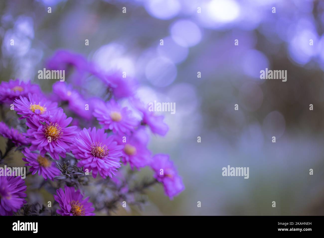 Sogno fiori viola primo piano. Idilliaco natura giardino floreale scenico. Primo piano di fiori in fiore. Fiori sfondo vivido. Foto Stock