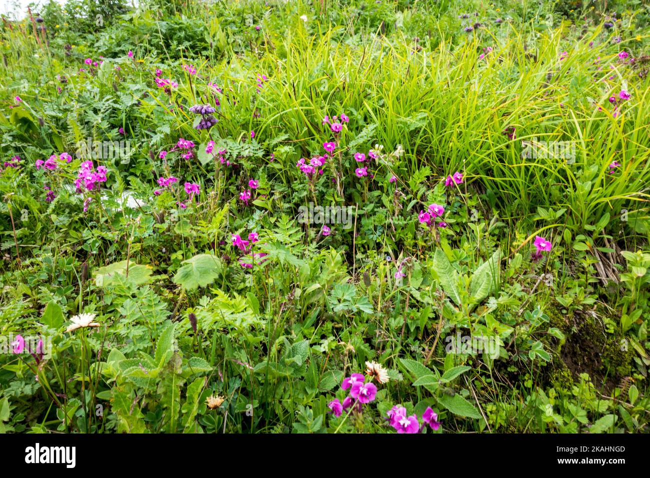 Balsamo himalayano , Impatiens glandulifera, è una grande pianta annuale nativa della valle dei fiori himalayas. India. Foto Stock