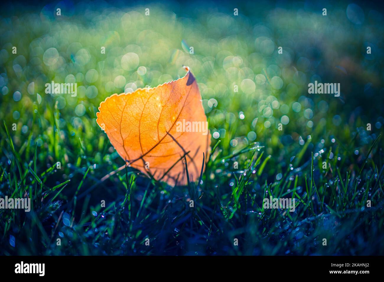 Splendida foglia autunnale in erba verde, lancdspe autunnale, vista in primo piano sulla natura con i raggi del sole e rilassanti alberi di foresta sfocati. Natura idilliaco stagionale Foto Stock