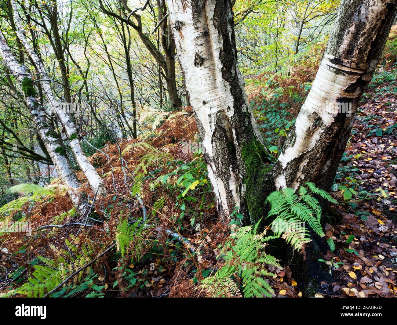 Alberi di betulla in autunno a Nidd Gorge Woods vicino Knaresborough North Yorkshire Inghilterra Foto Stock