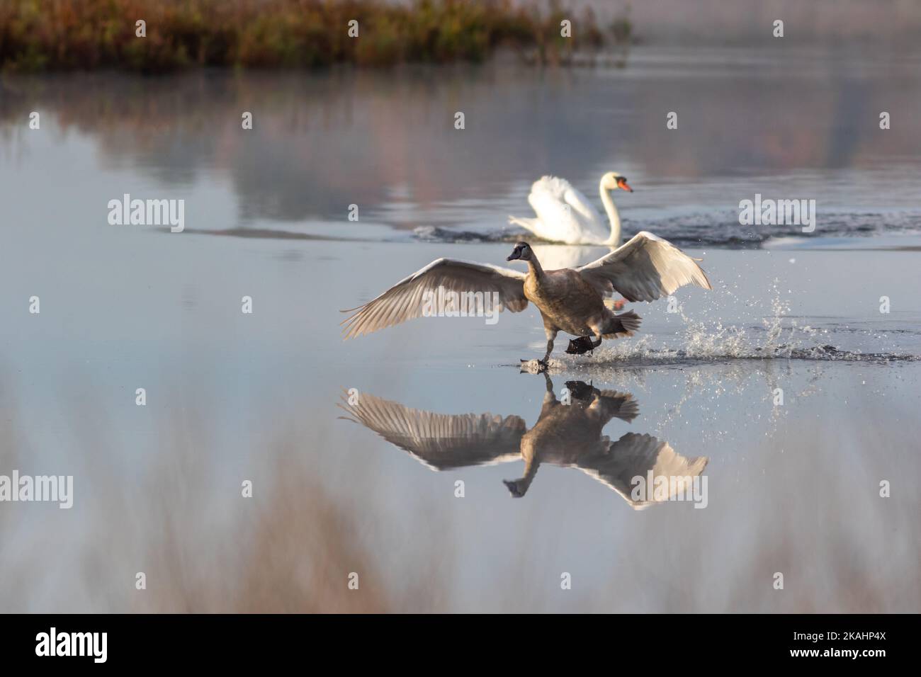 Cygnet rende imbarazzante l'atterraggio con Swan adulto su calmo acqua tranquilla con riflessione su una mattina presto di autunno Foto Stock