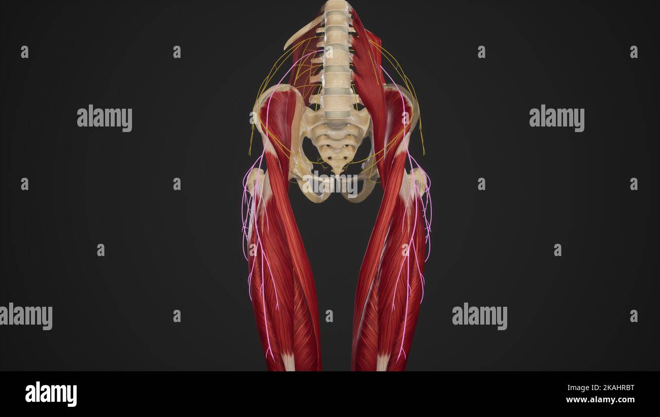 Decorso del nervo cutaneo femorale laterale Foto Stock