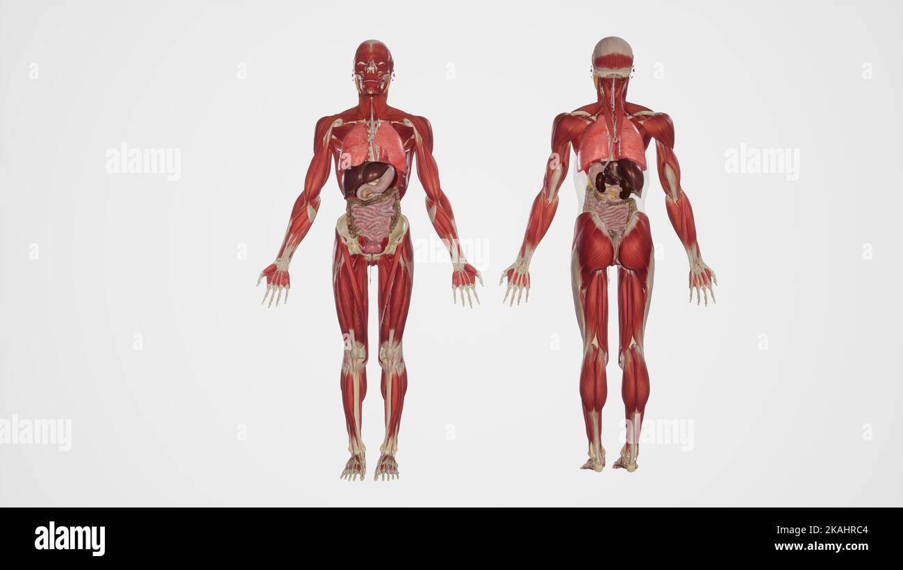 Illustrazione anatomica degli organi interni umani Foto Stock