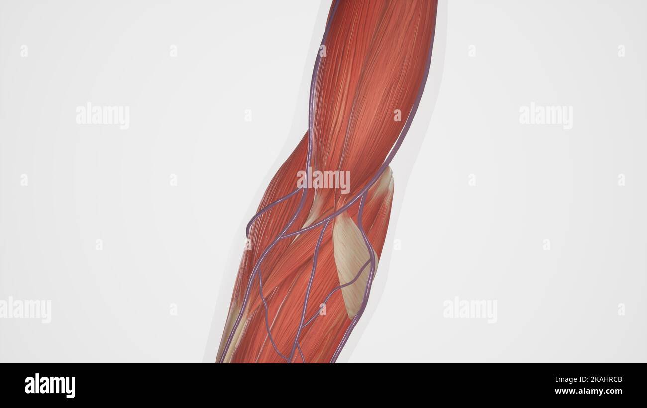 Anatomia della vena cubitale mediana Foto Stock