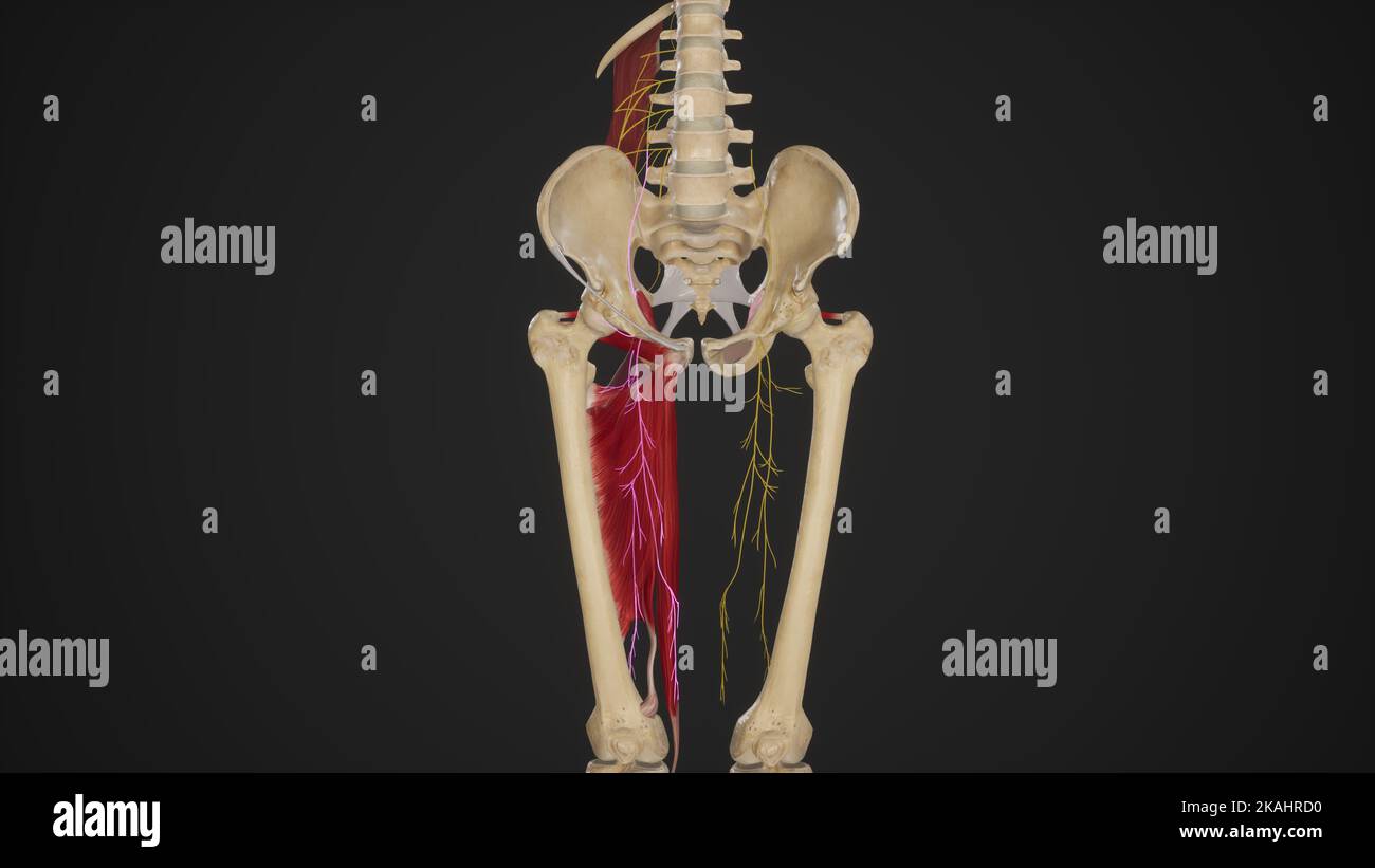 Otturatore Nerve in Thigh mediale Foto Stock