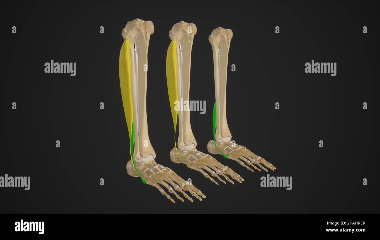 Illustrazione medica dei muscoli peroneali (caviglia Everters) Foto Stock