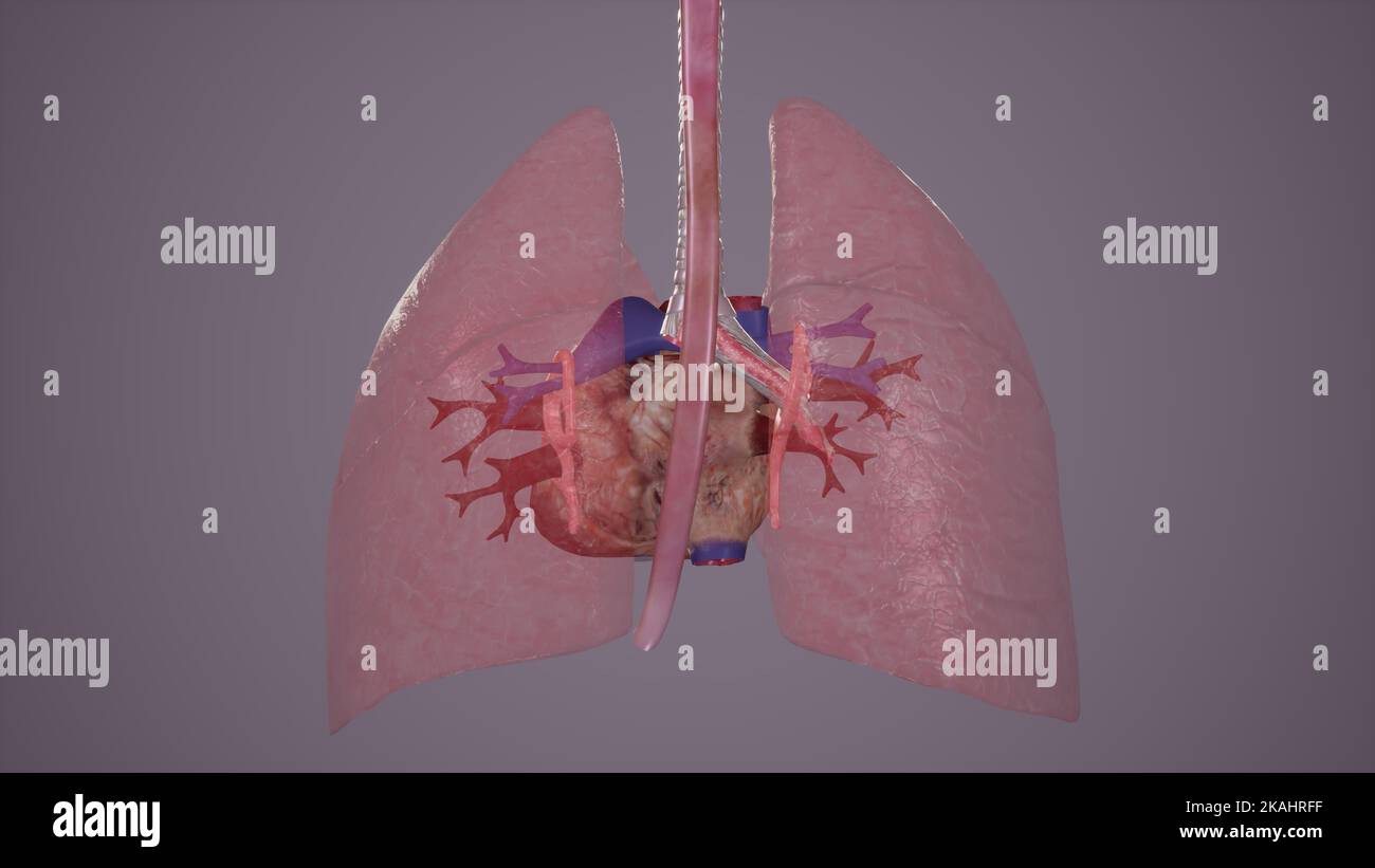 Illustrazione medica dei vasi polmonari Foto Stock