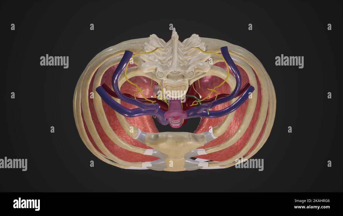 Apertura toracica superiore Foto Stock