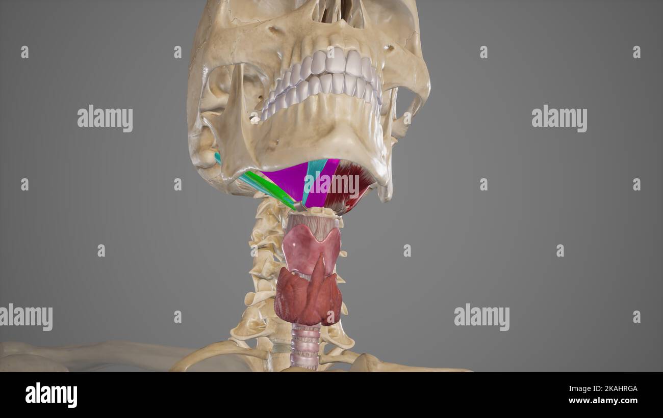 Illustrazione medica dei muscoli Suprahyoid Foto Stock