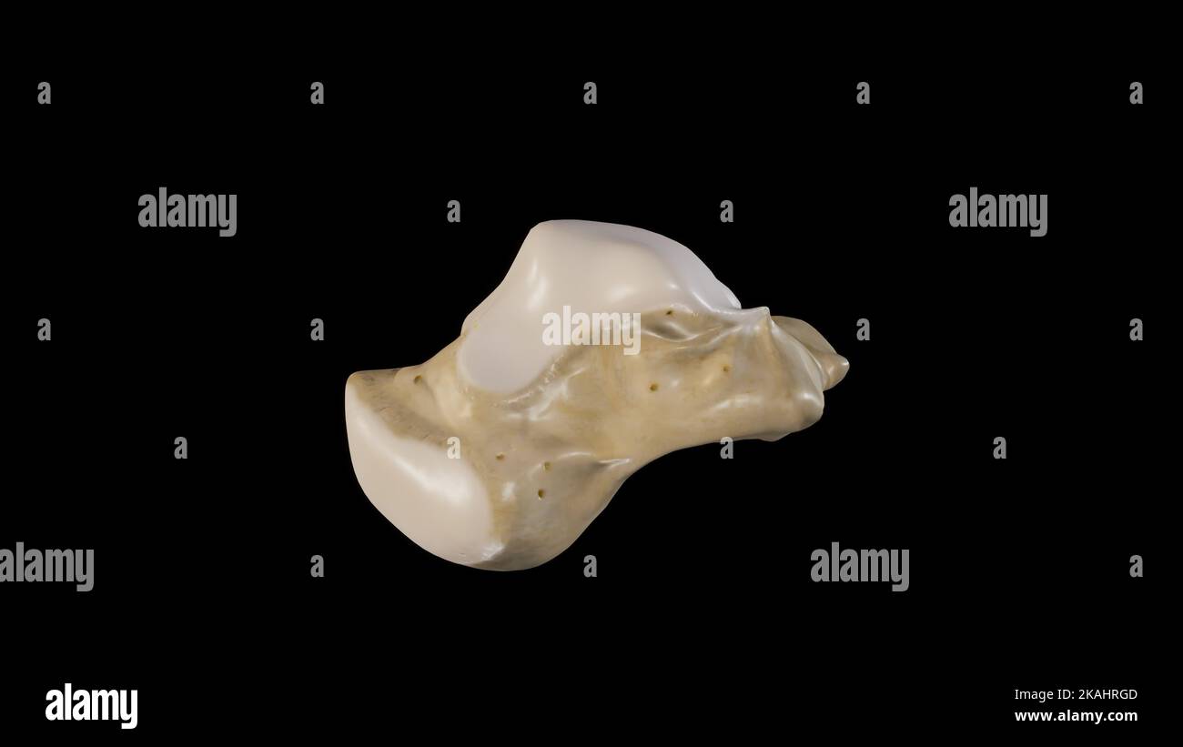 Illustrazione anatomica dell'osso Talus Foto Stock