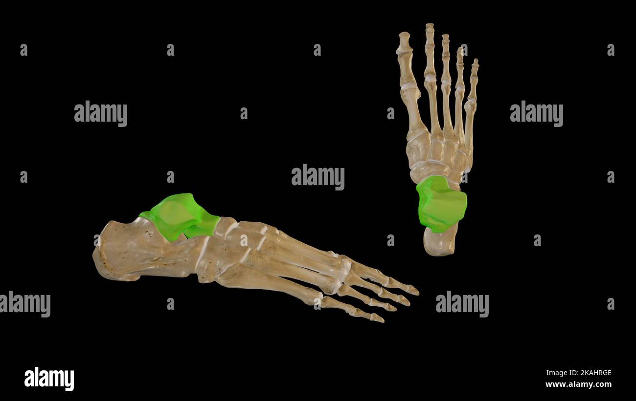 Illustrazione anatomica dell'osso Talus - Vista laterale e superiore Foto Stock