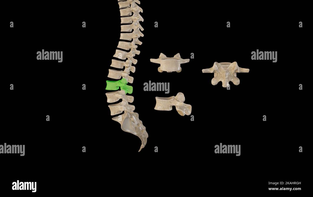Illustrazione medica delle vertebre del terzo lombare - viste multiple Foto Stock