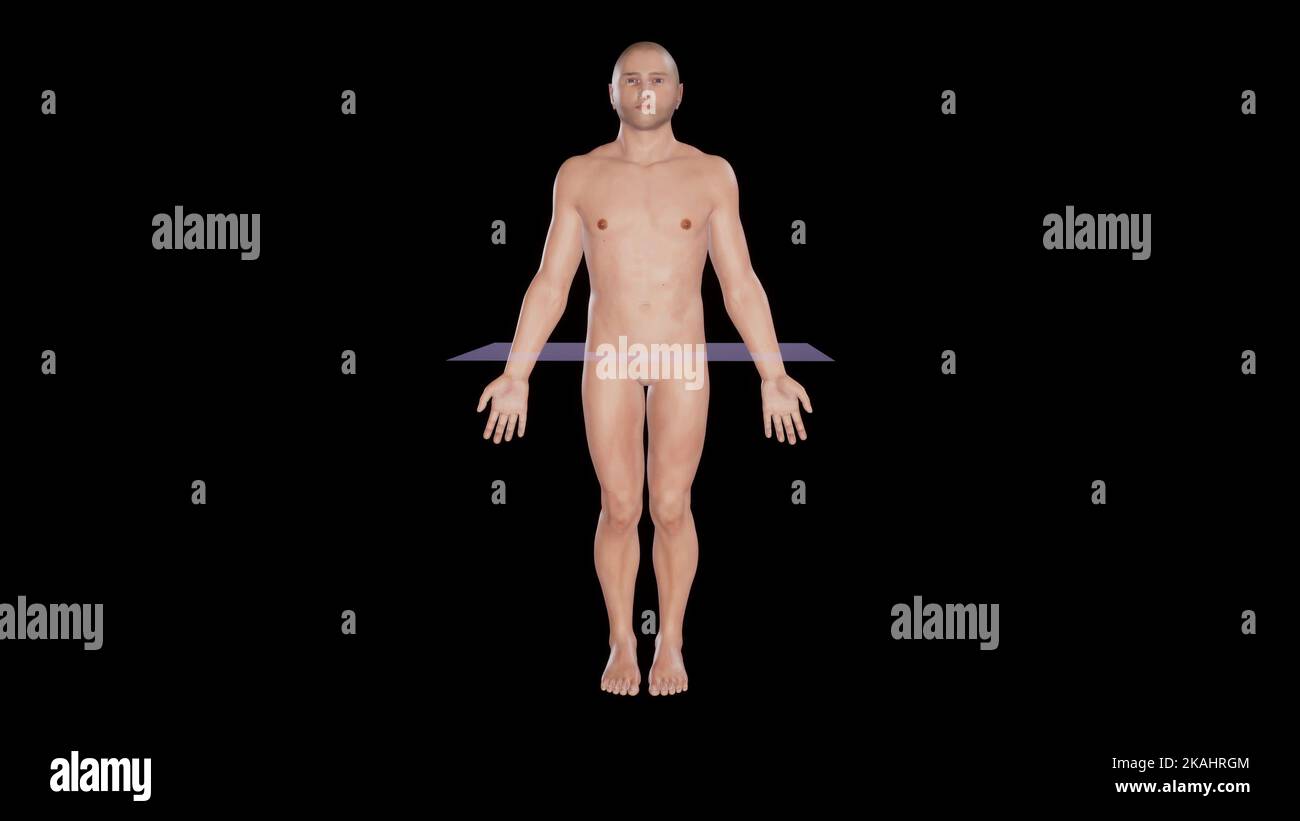 Spiegazione anatomica del piano trasversale (orizzontale) attraverso un corpo maschile Foto Stock