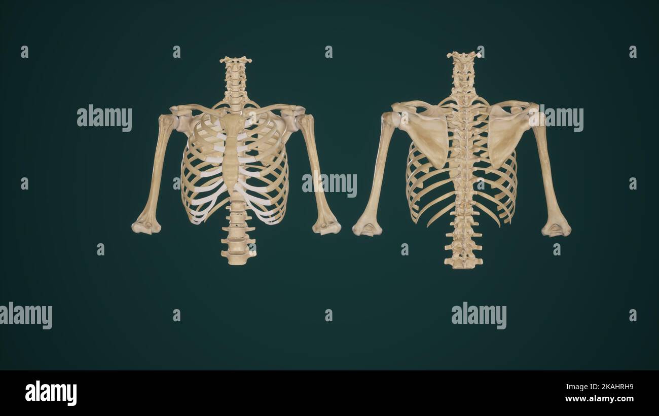 Spiegazione anatomica delle ossa del torace e delle spalle, vista anteriore e posteriore Foto Stock