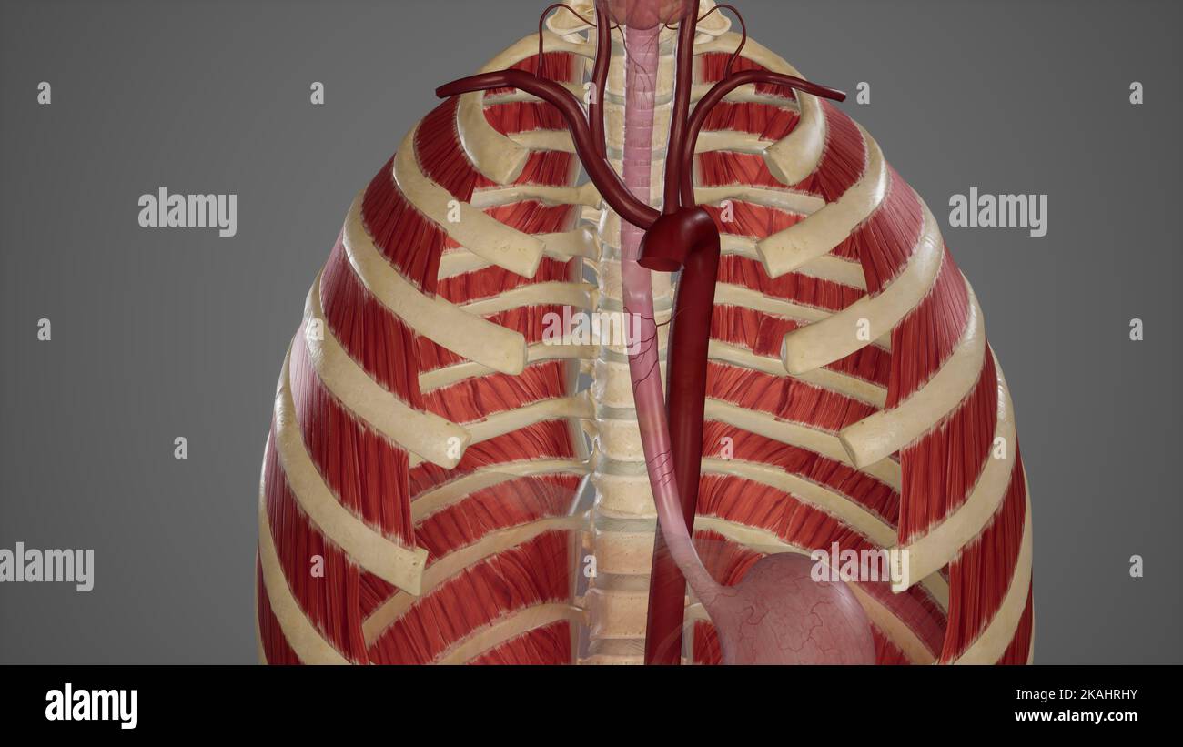 Rami dell'aorta addominale immagini e fotografie stock ad alta risoluzione  - Alamy