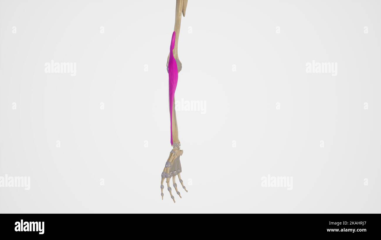 Ilustrazione medica di Brachioradialis Foto Stock