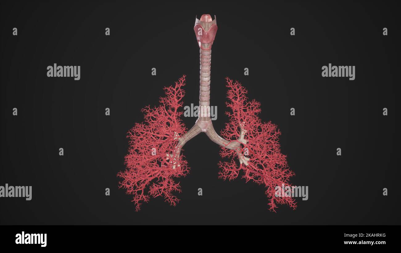 Illustrazione medica dell'albero bronchiale umano dei polmoni Foto Stock