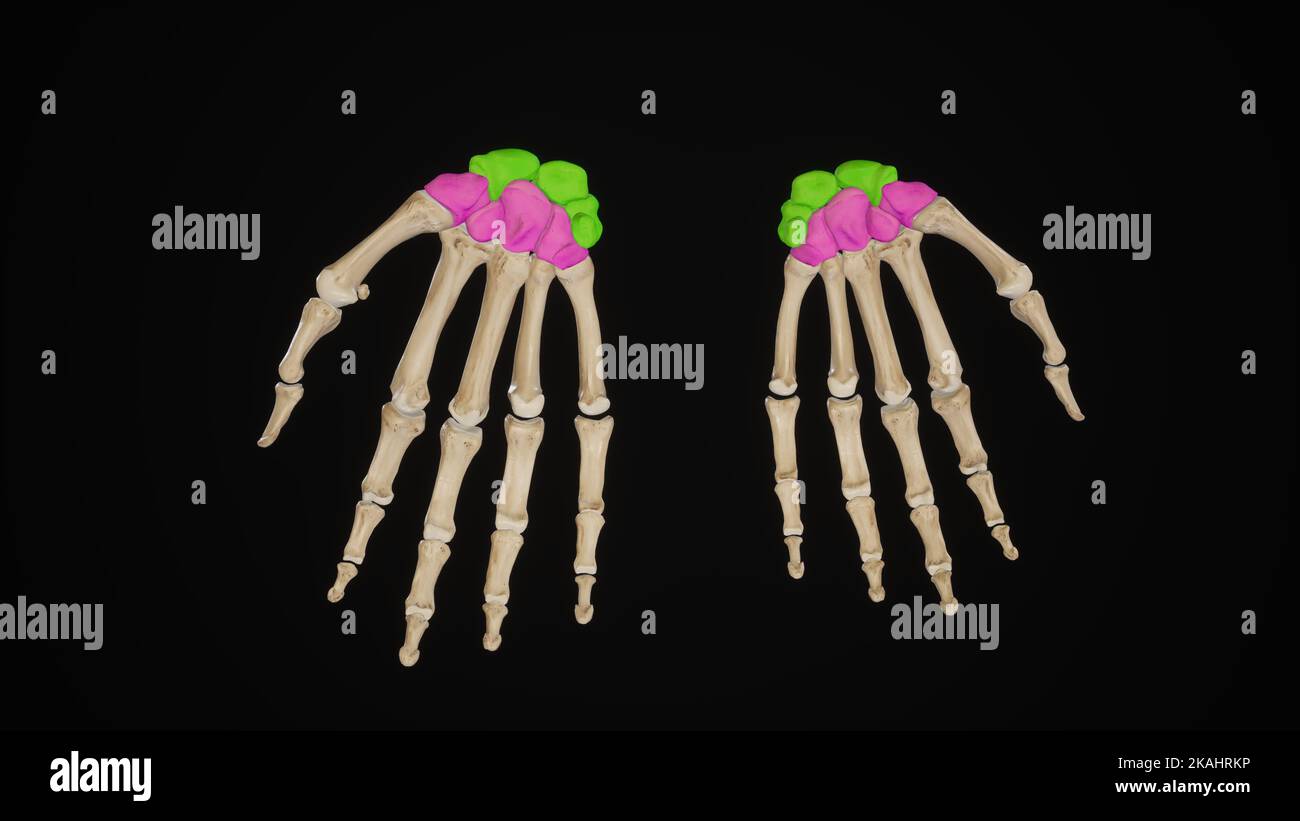 Anatomia-ossa carpali della mano Foto Stock
