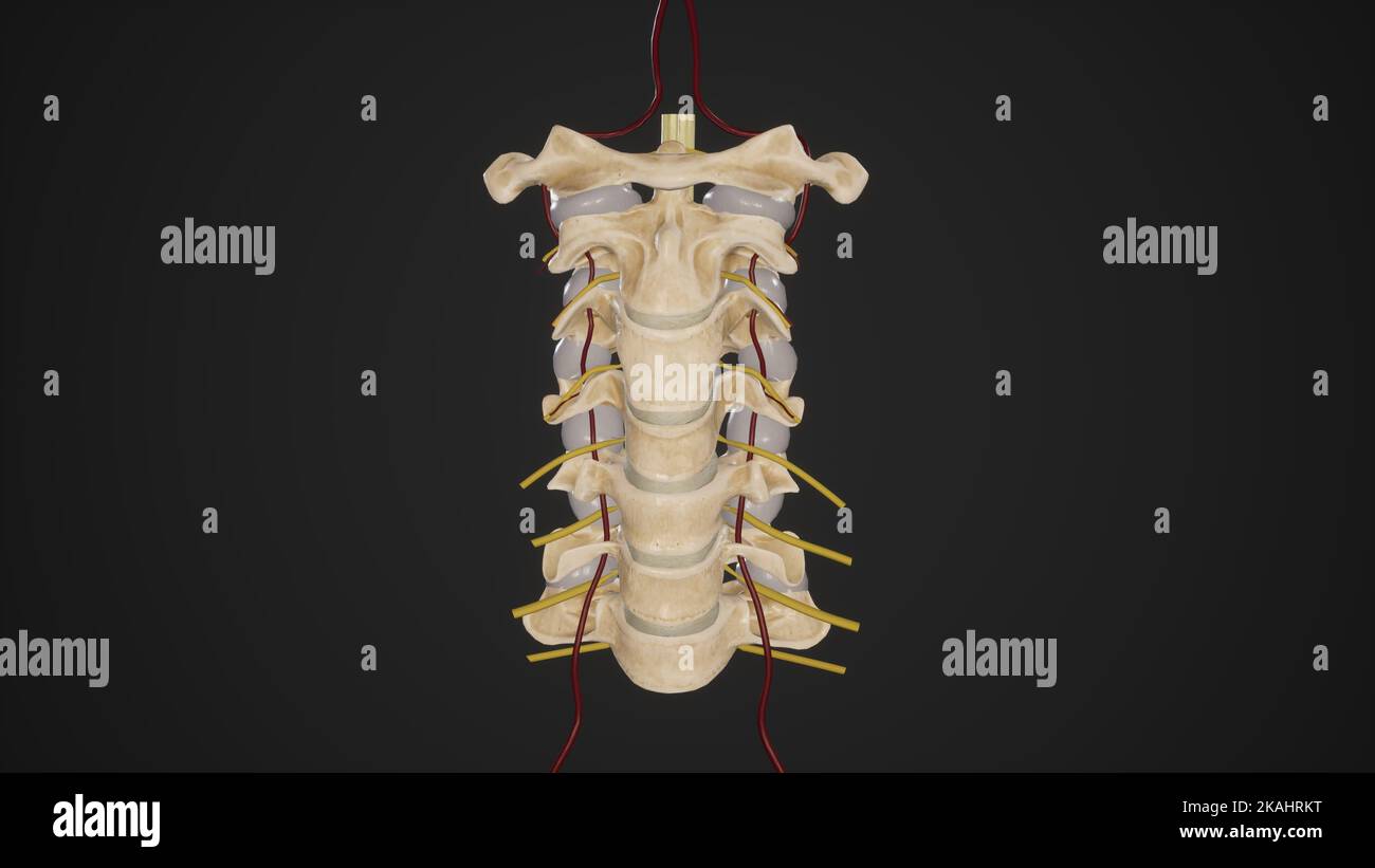Colonna cervicale con arterie vertebrali e nervi spinali emergenti - sfondo nero Foto Stock