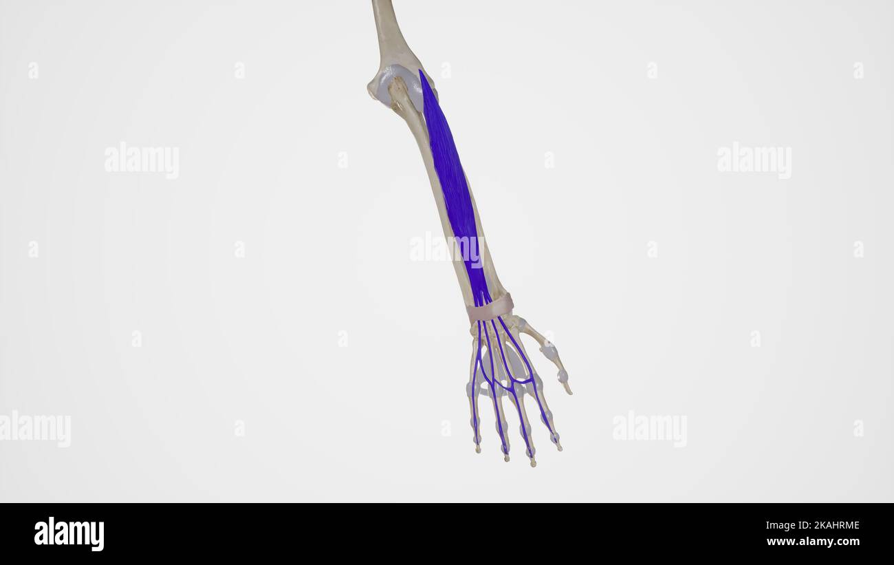 Extensor digitorum Anatomia muscolare Foto Stock
