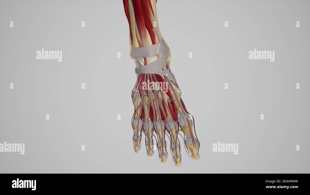 Retinacolo dell'estensore del piede Foto Stock