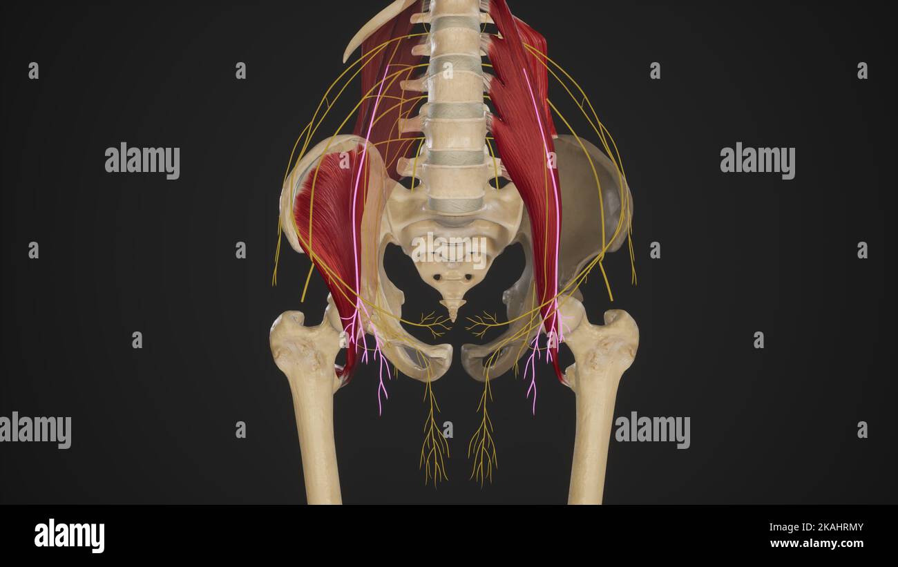 Ramo femorale del nervo genitofemorale Foto Stock
