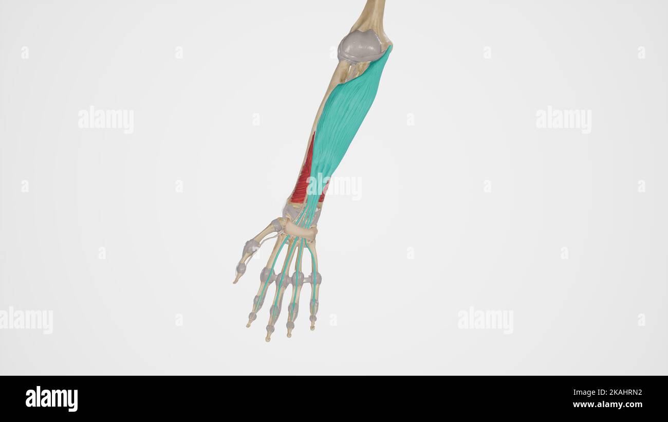 Illustrazione anatomica di Flexor digitorum Superficialis Foto Stock