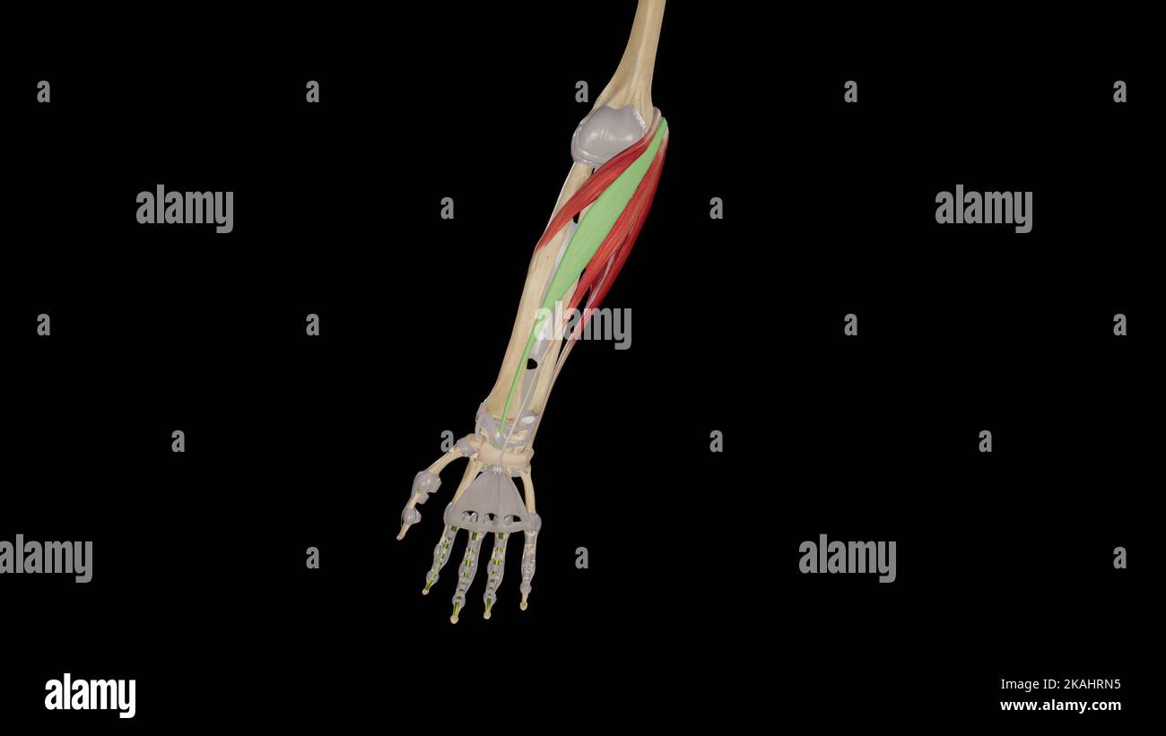Muscoli dell'avambraccio-Flexor Carpi Radialis Foto Stock