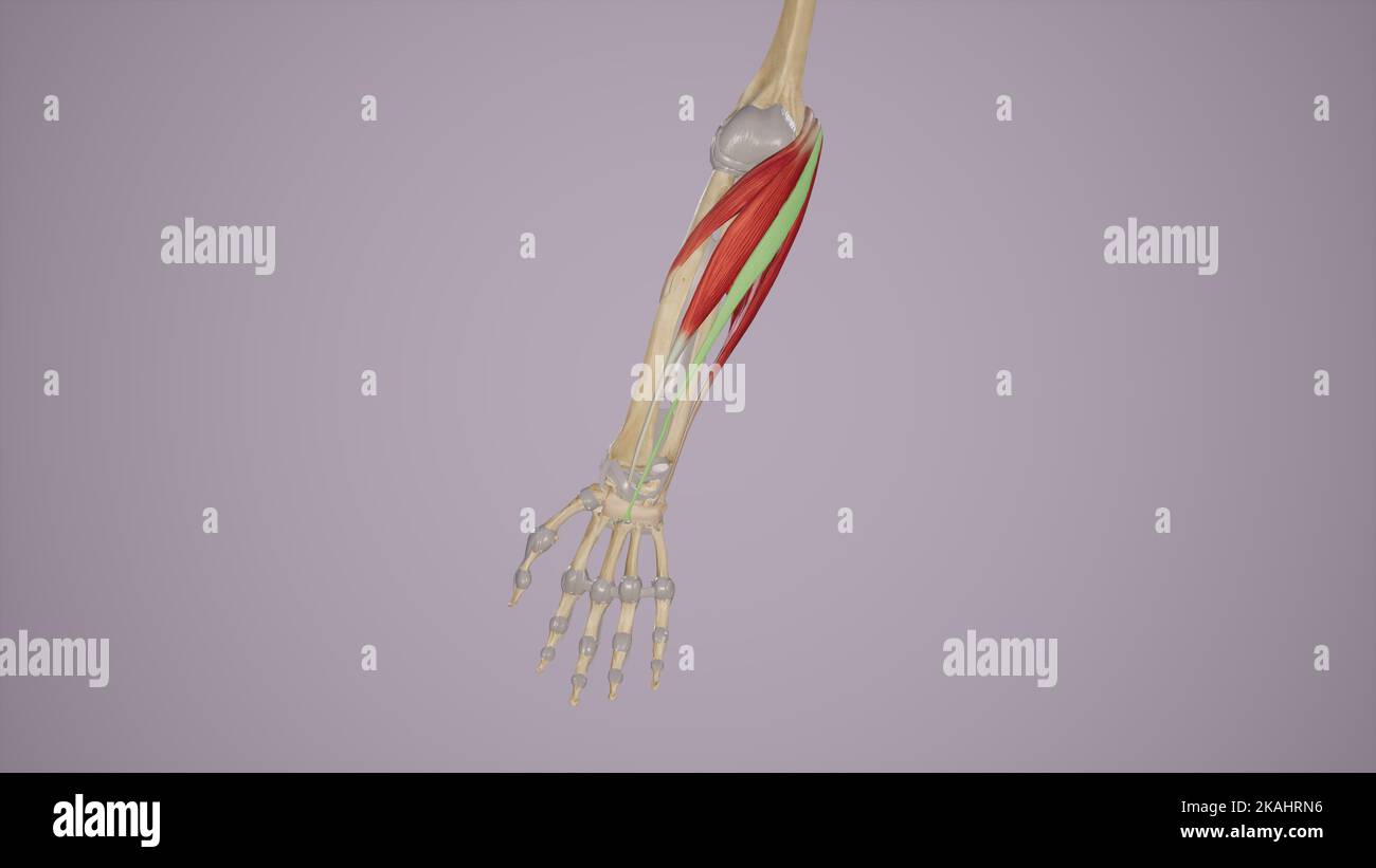 Muscoli dell'avambraccio-Palmaris Longus Foto Stock