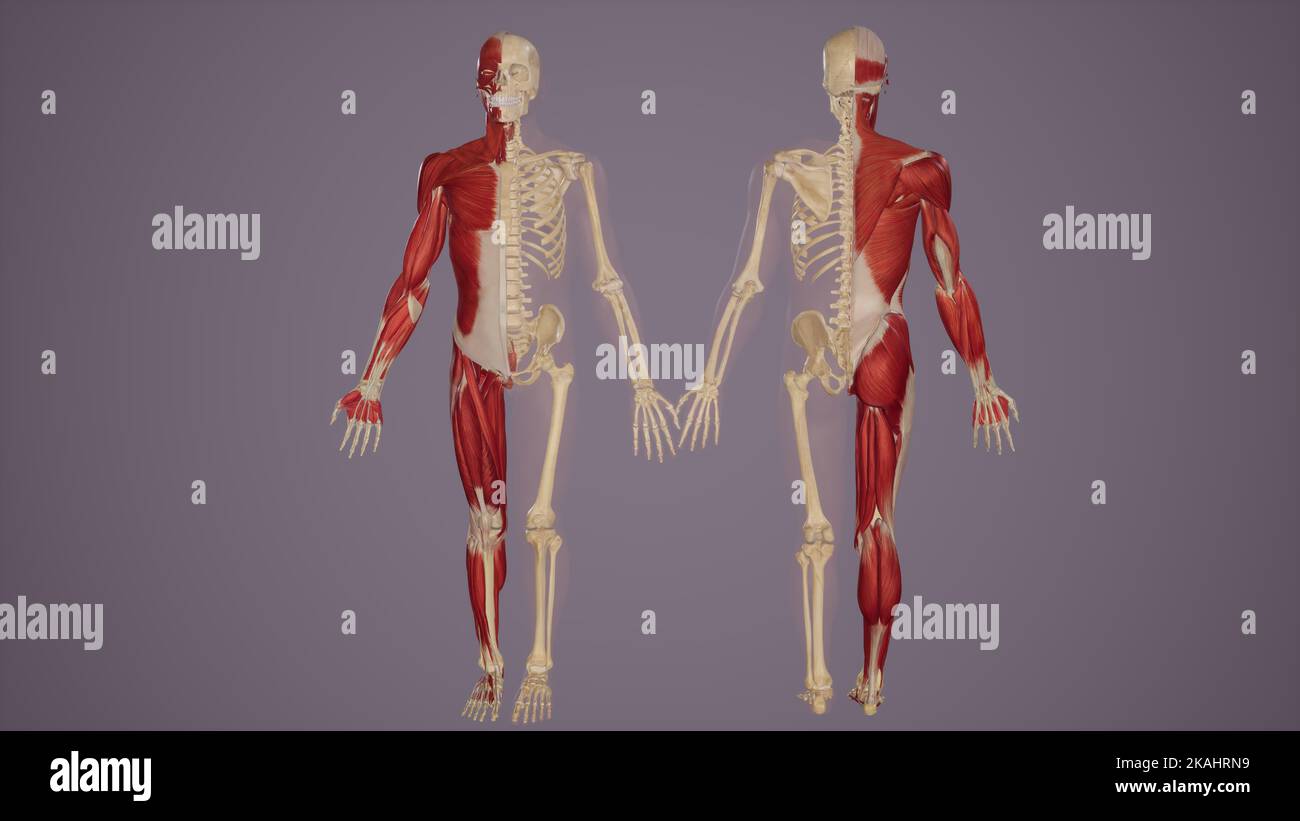 Vista frontale e posteriore dei sistemi muscolari e scheletrici umani Foto Stock