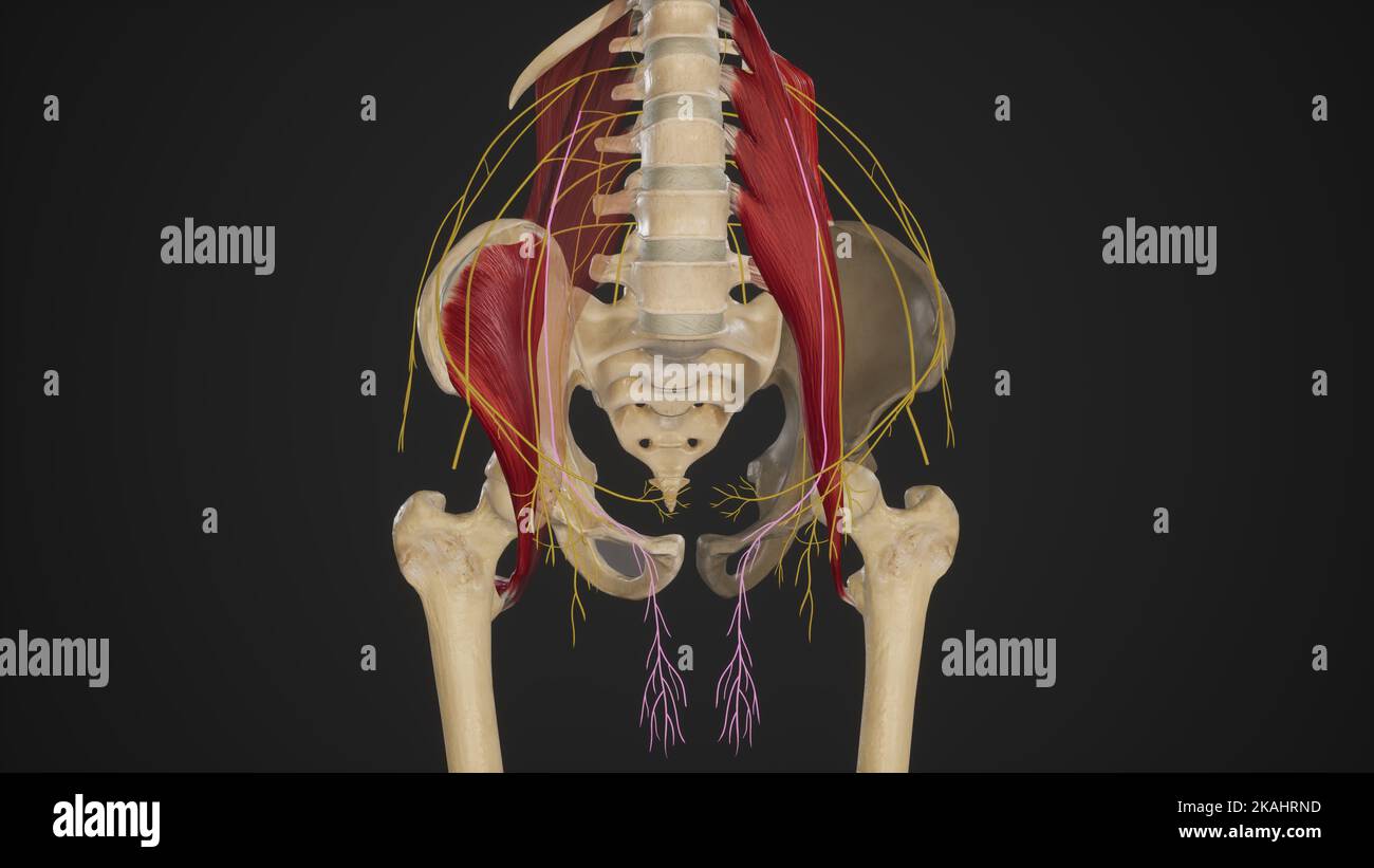 Ramo genitale di genitofemoral Nerve.3D rendering Foto Stock