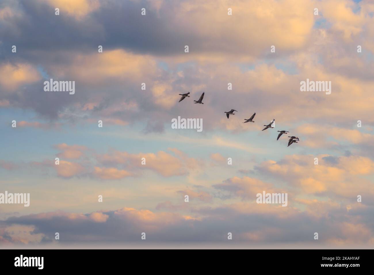 Cielo all'alba con un gruppo di uccelli. Bel cielo nuvoloso all'alba con gli uccelli benvenuto la mattina nuova. Modello idilliaco della natura Foto Stock