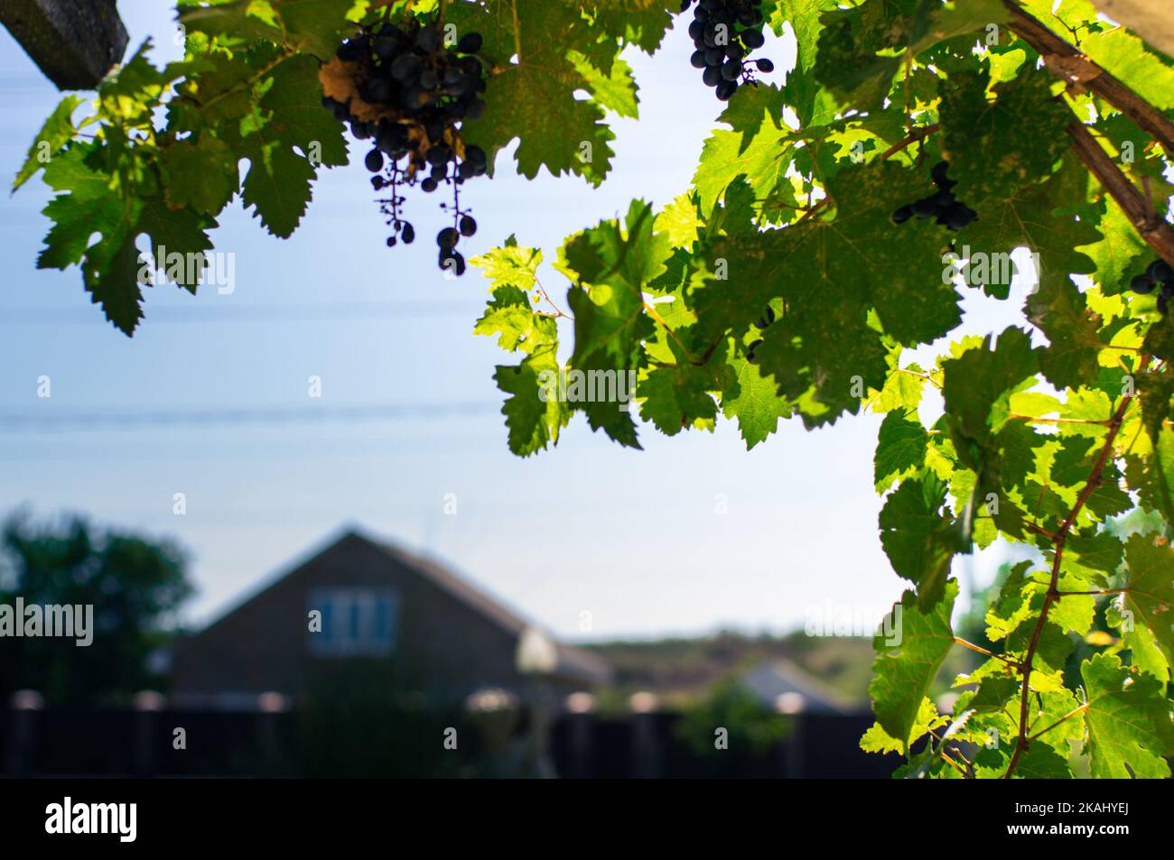 Foglie di vite sullo sfondo di una casa di campagna nella luce del tramonto. Vista frontale. Foto Stock