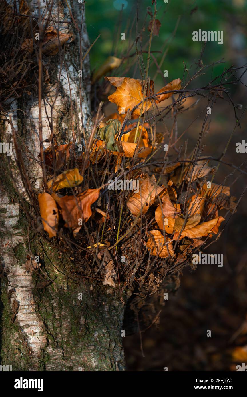 Foglie autunnali catturate su piccoli rami di betulla argentata. Foto Stock