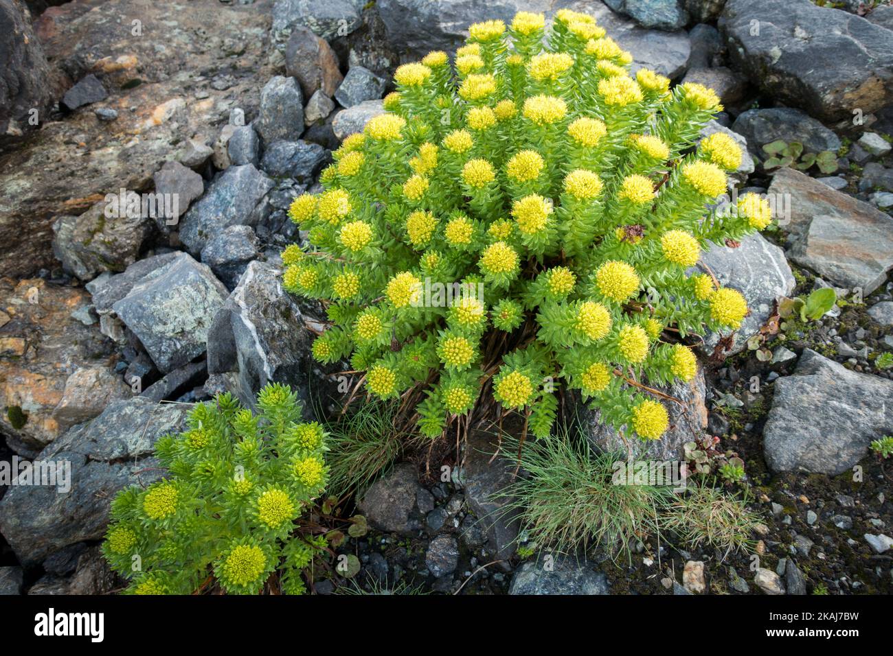 Rosea di rhodiola (comunemente radice dorata, radice di rosa, roseroot) che cresce a Parvati Bagh nell'Himalaya. Piante medicinali Himalayane. India Foto Stock