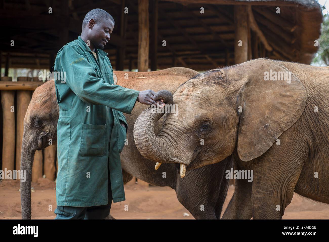 Il custode del progetto di orfanotrofio degli elefanti e l'elefante orfano del vivaio degli elefanti di Lilayi a Lusaka, Zambia, il 18 luglio 2016. I custodi che si prendono cura degli elefanti sono chiamati anche “madri” perché sono le uniche persone che comunicano con i vitelli 24 ore su 24 per molto tempo. (Foto di Oleksandr Rupeta/NurPhoto) *** Please use Credit from Credit Field *** Foto Stock