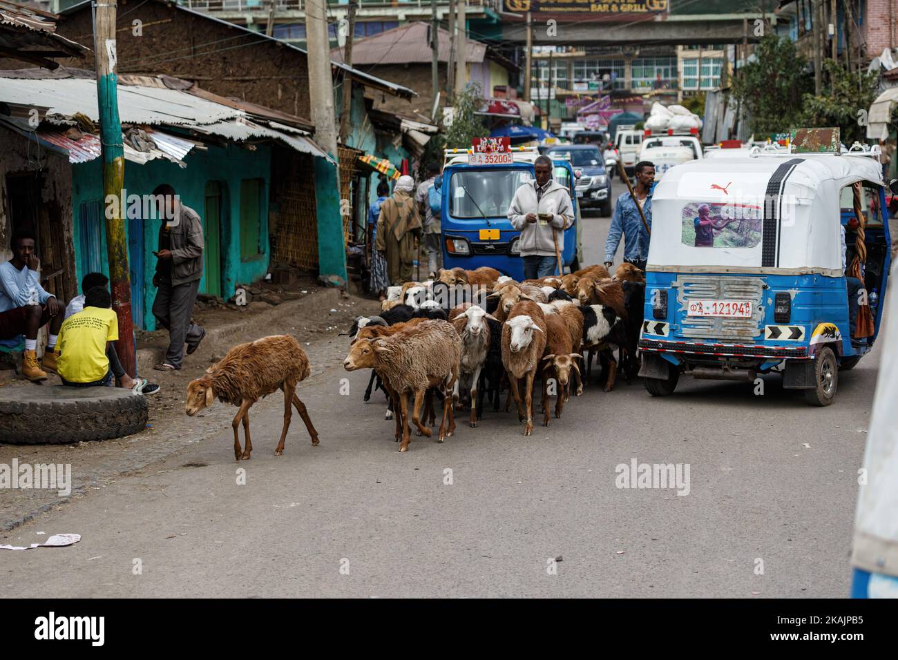 GONDAR, ETIOPIA - GENNAIO 2019: Alcune pecore nella strada che passa tra Bajajs a Gondar, Etiopia. Foto Stock