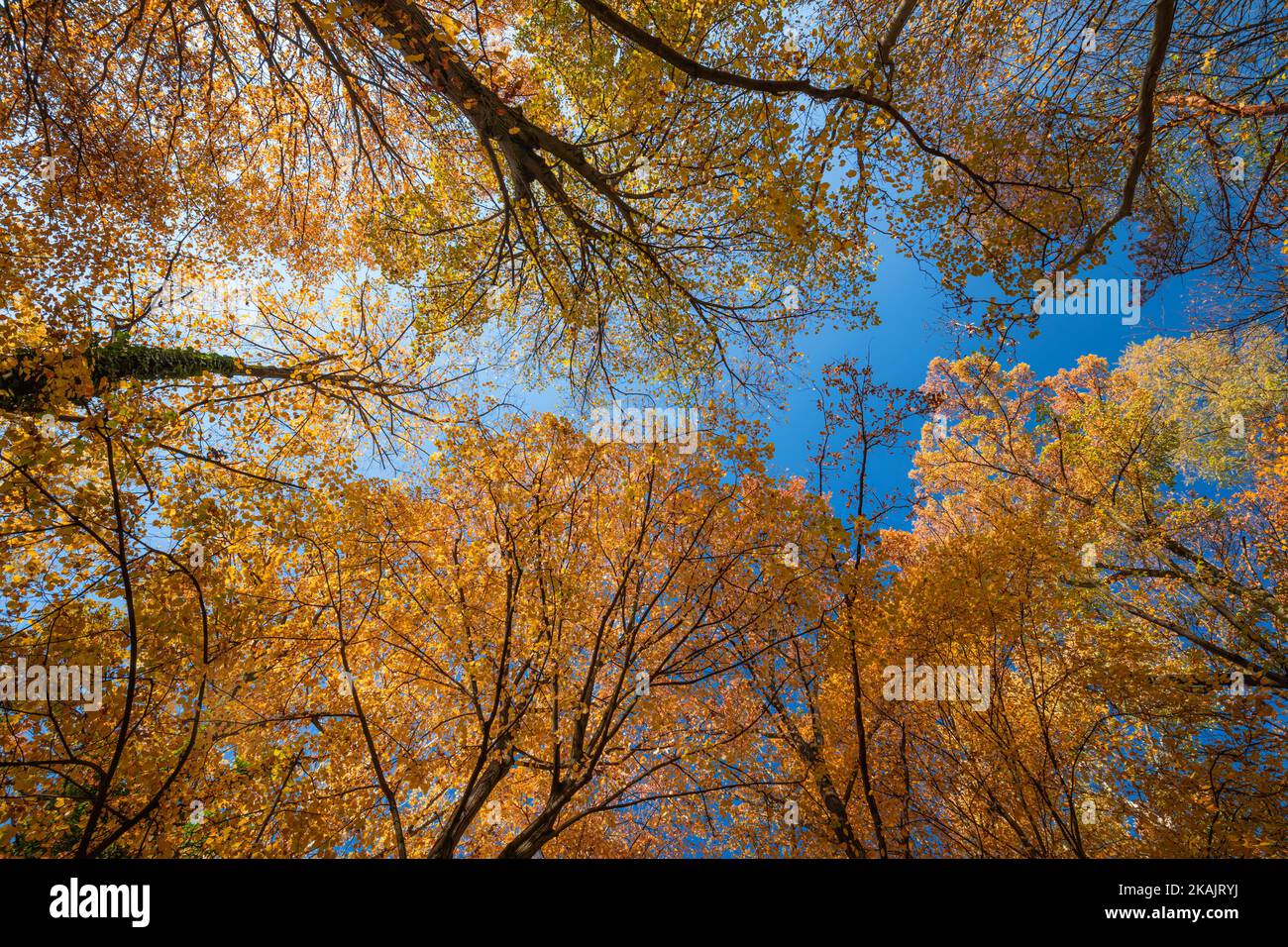 Incredibile natura foresta autunnale. Alberi colorati e foglie con cielo azzurro soleggiato. Idilliaco tranquillo parco rurale all'aperto paesaggistico paesaggio. Escursioni Foto Stock