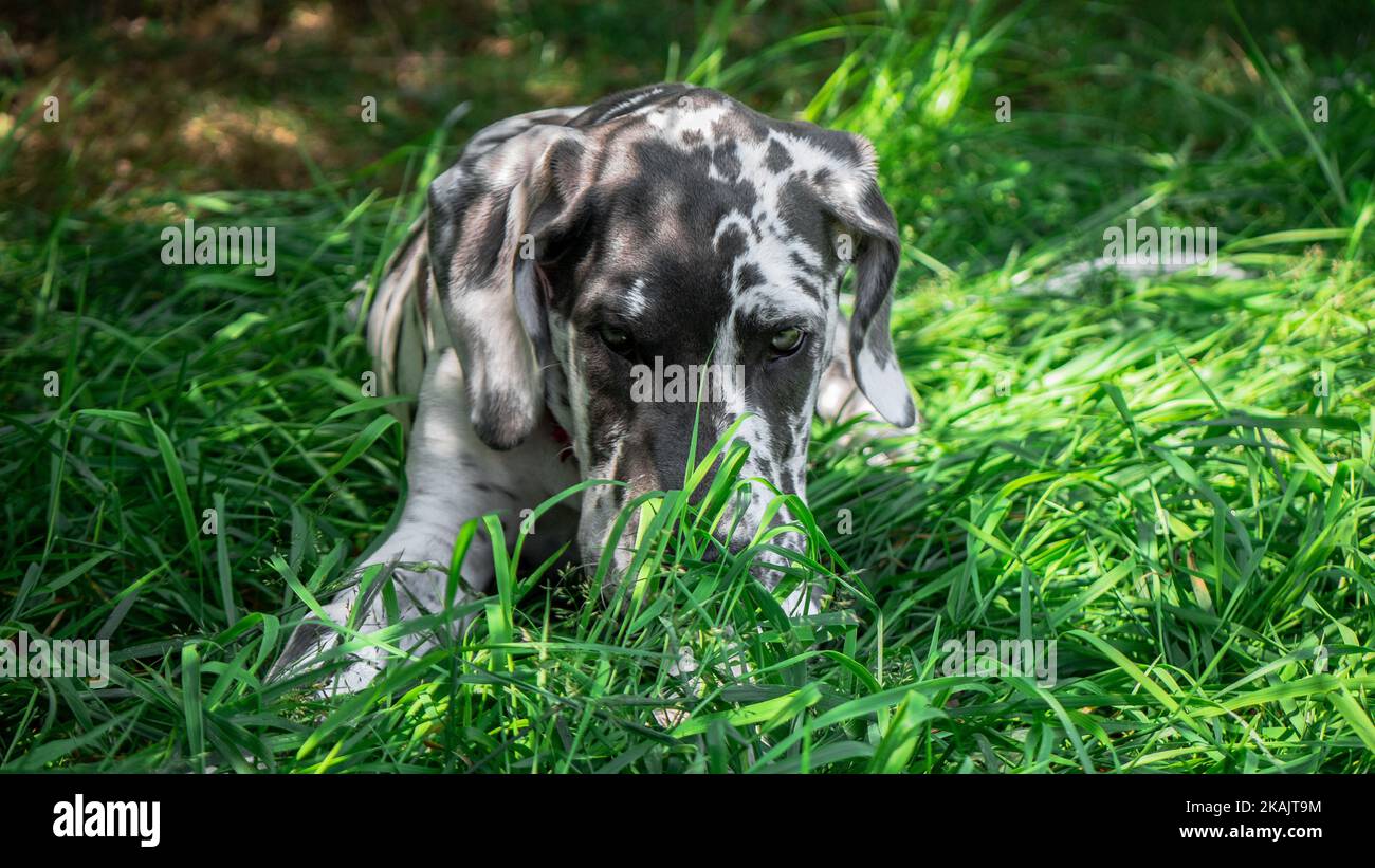 Un cucciolo di Dane Grande macchiato (Canis lupus familiaris) sdraiato in erba Foto Stock