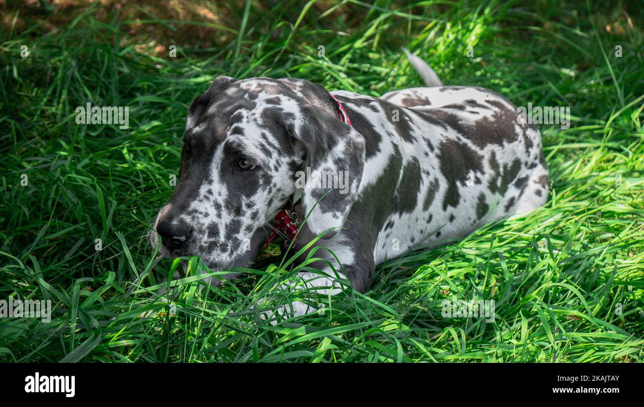 Un cucciolo di Dane Grande macchiato (Canis lupus familiaris) sdraiato in erba Foto Stock