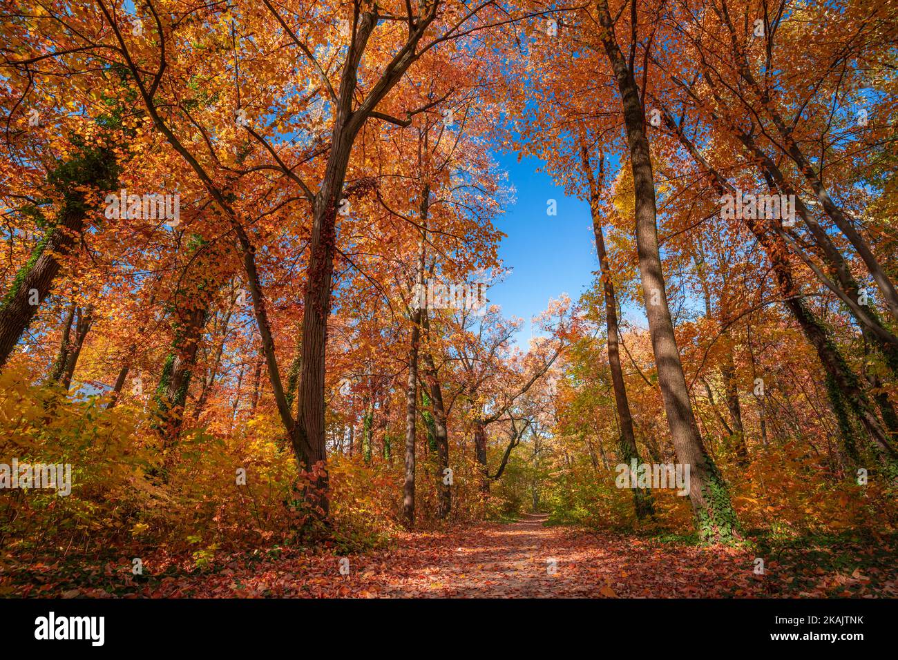 Incredibile natura foresta autunnale. Alberi colorati e foglie con cielo azzurro soleggiato. Idilliaco tranquillo parco rurale all'aperto paesaggistico paesaggio. Escursioni Foto Stock