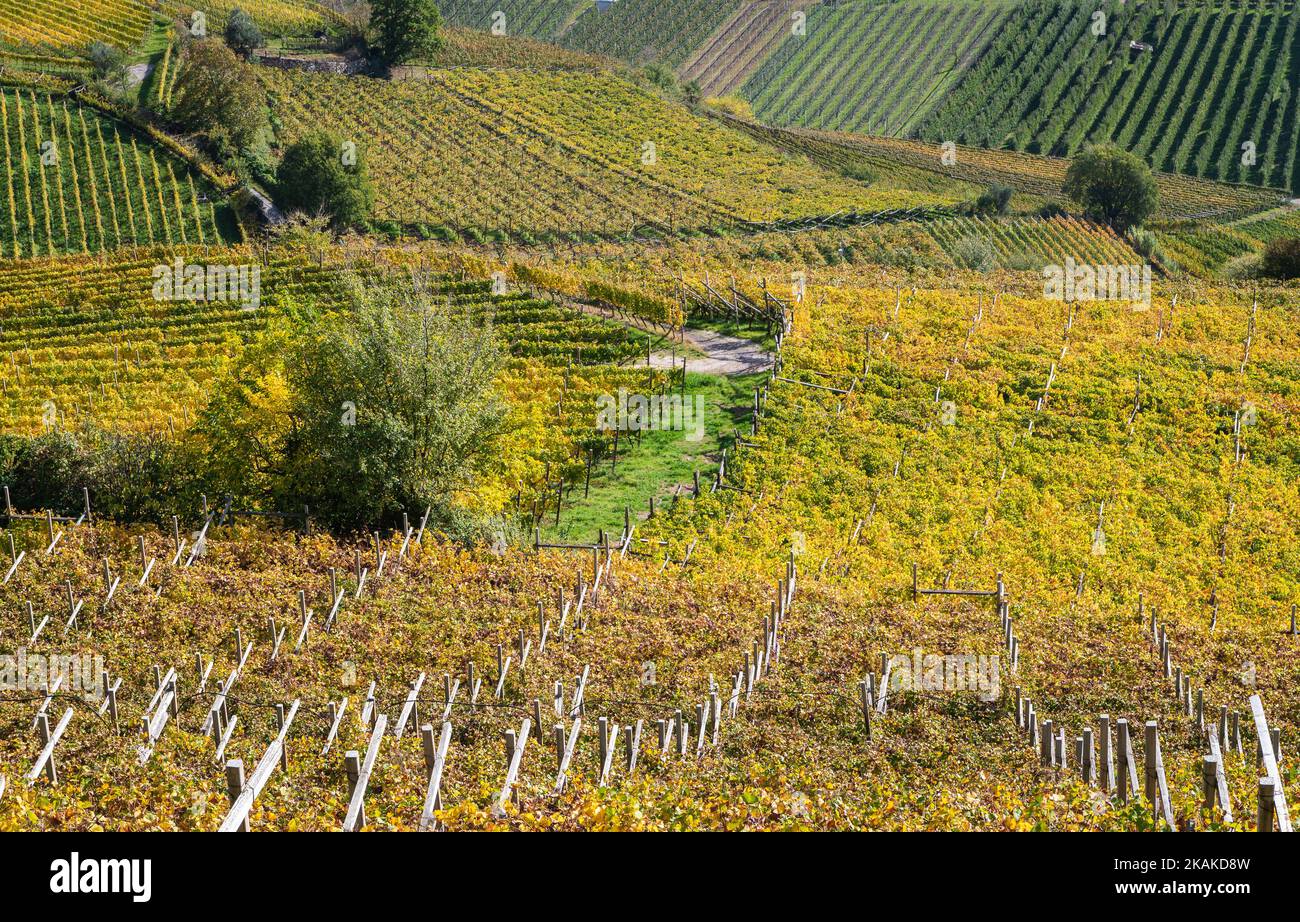 Vigneti nella stagione autistica - paesaggio sulla strada del vino in Alto Adige, provincia di Bolzano - Italia, Europa. Southern Wine Route. Trentino Alto Adige Foto Stock