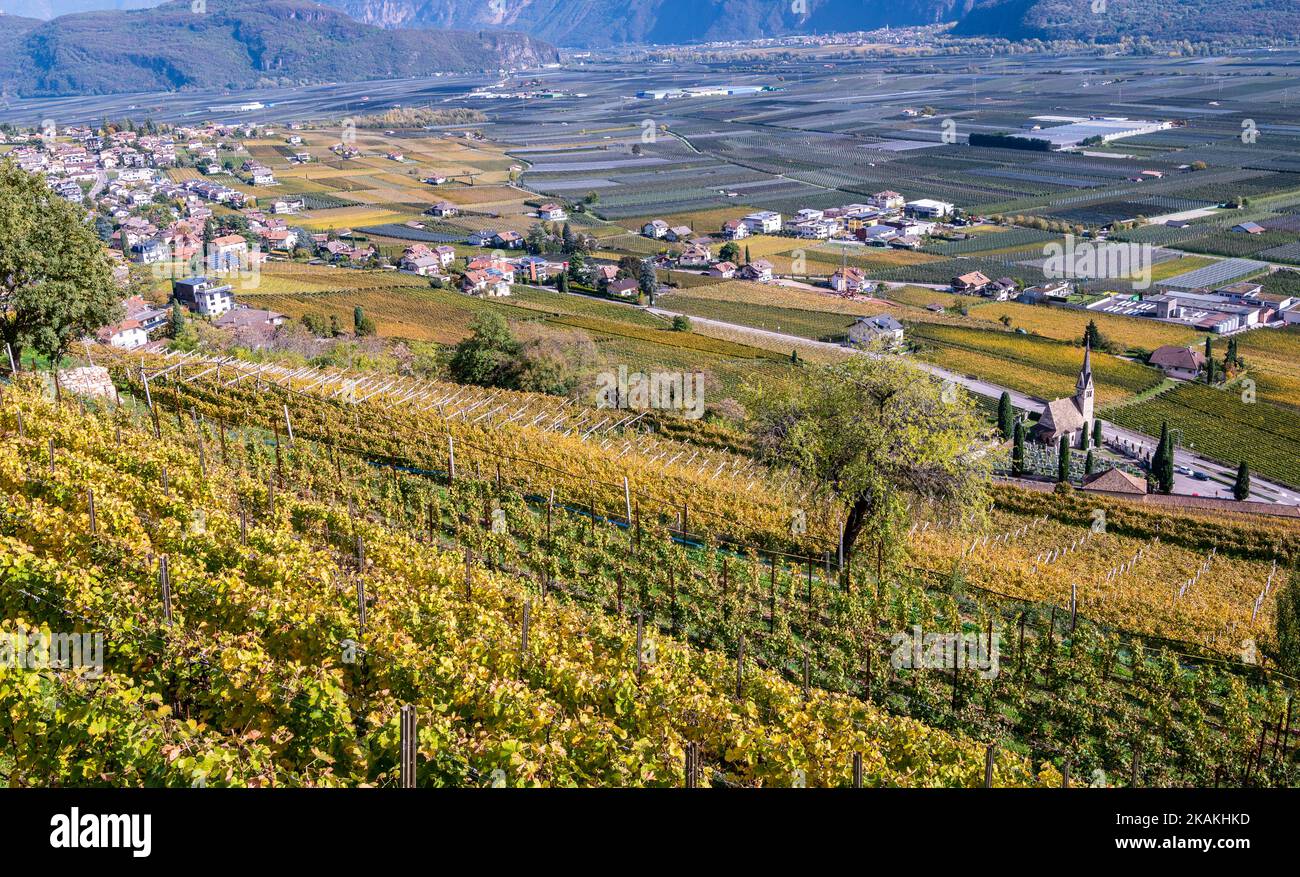 Vigneti nella stagione autistica - paesaggio sulla strada del vino in Alto Adige, provincia di Bolzano - Italia, Europa. Southern Wine Route. Trentino Alto Adige Foto Stock