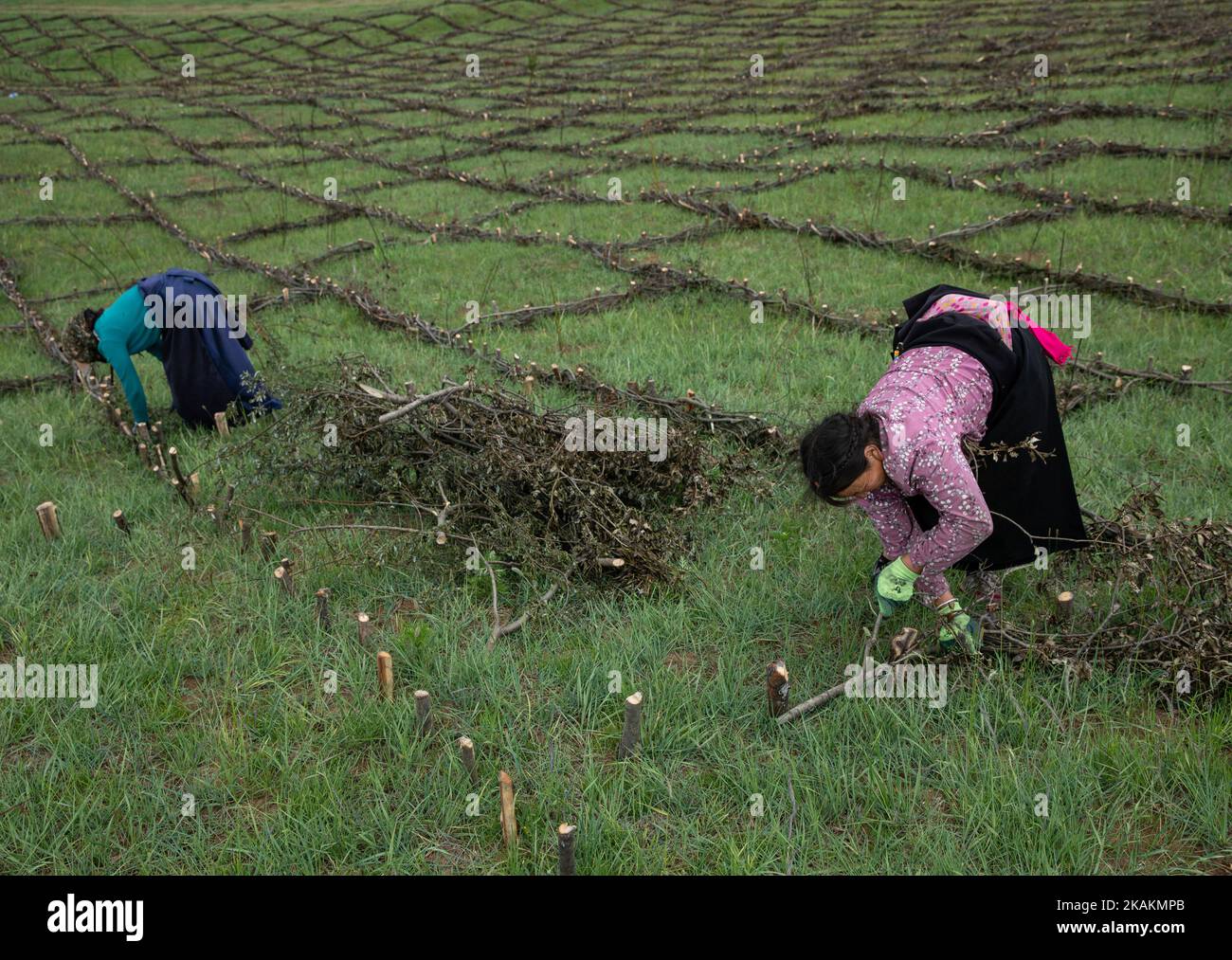 (221103) -- ABA, 3 novembre 2022 (Xinhua) -- i Villagers fanno barriere di sabbia con rami del salice dell'altopiano nel villaggio di Heihe, Maixi Township, Ruoergai County di Aba Tibetan-Qiang Prefettura autonoma, provincia sudoccidentale del Sichuan, 25 luglio 2022. La Riserva Naturale Nazionale delle paludi di Ruoergai è stata istituita per proteggere l'ecosistema locale delle paludi di torba e le specie rare come la gru a collo nero. Nota per le vaste praterie disseminate di fiumi, laghi e paludi tortuosi, questa riserva naturale divenne una riserva a livello nazionale nel 1998, ed è stata designata come zona umida di importanza internazionale nel 2008. Foto Stock