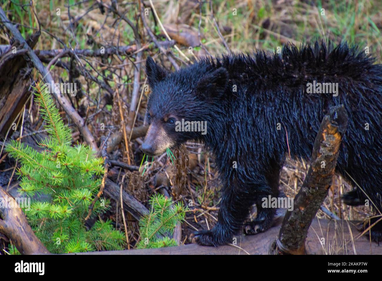 Un bel colpo di un orso nero americano (Baribal) che cammina attraverso i rami spezzati di alberi nella foresta Foto Stock Un bel colpo di un orso nero americano (Baribal) che cammina attraverso i rami spezzati di alberi nella foresta Foto Stock